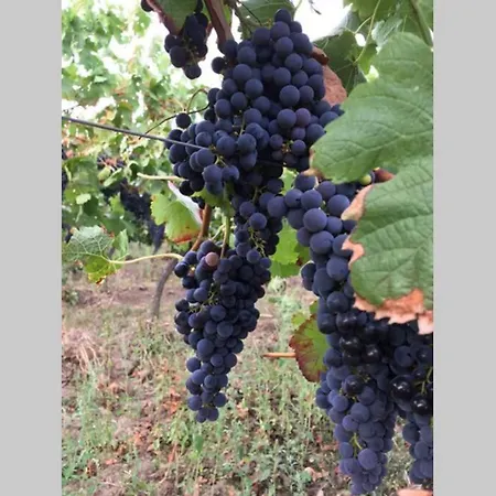 Wunderschoene Mit Blick Auf Weinberge Apartament