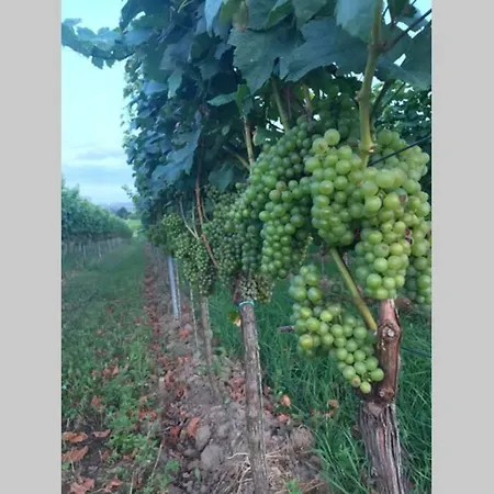 Wunderschoene Mit Blick Auf Weinberge *