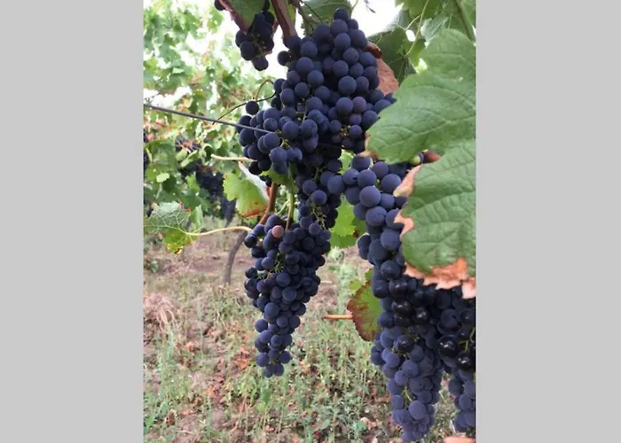Wunderschoene Mit Blick Auf Weinberge Apartamento