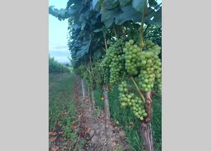 Wunderschoene Mit Blick Auf Weinberge *